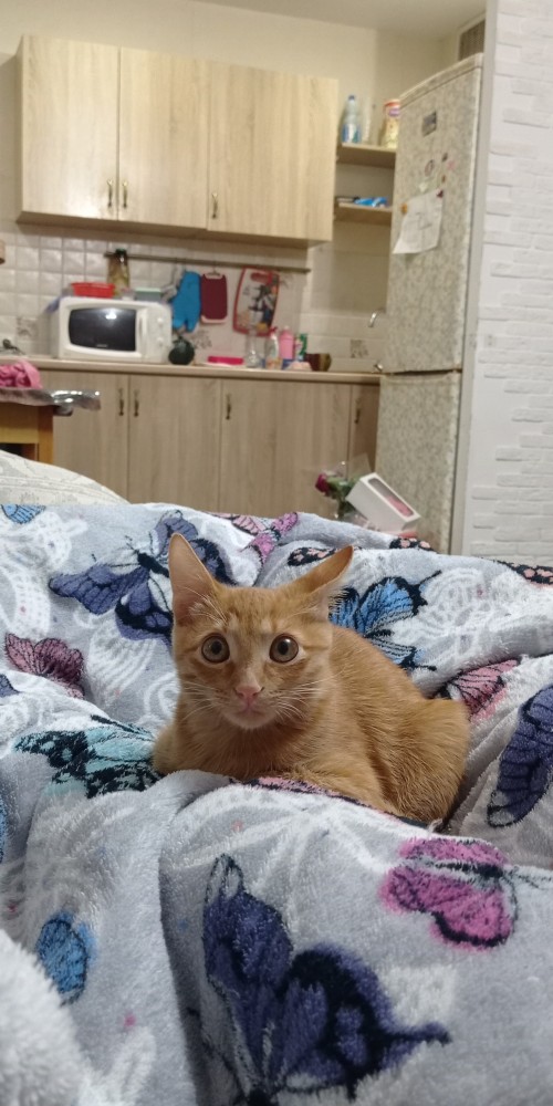 Котовторник 21.12.21