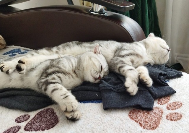 Котовторниковское