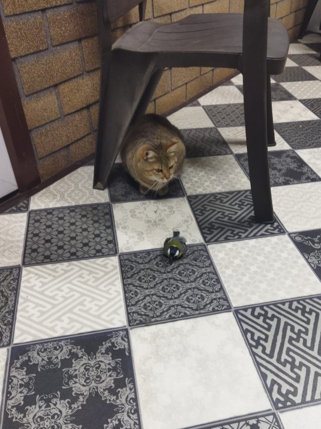 Хозяин, открывай, - я тебе покушать принёс!