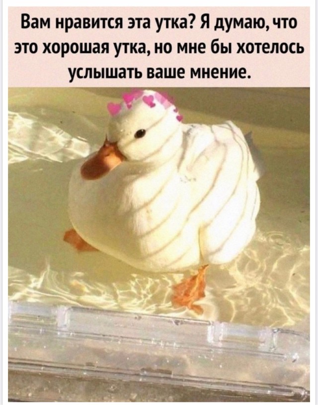 Картинки и мемы, всем хороших выходных