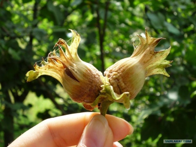 Абхазия там где....