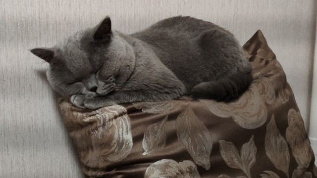 Вторник, ваши коты и кошки в студию