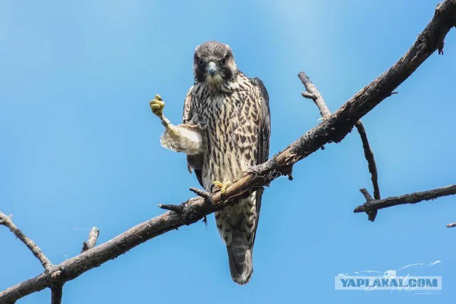 Я тебе поснимаю!