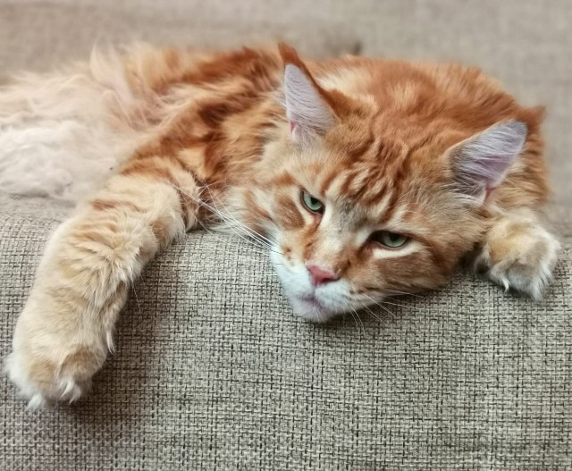Коты-работяги