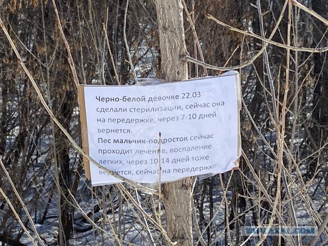 В Башкирии отравили собак