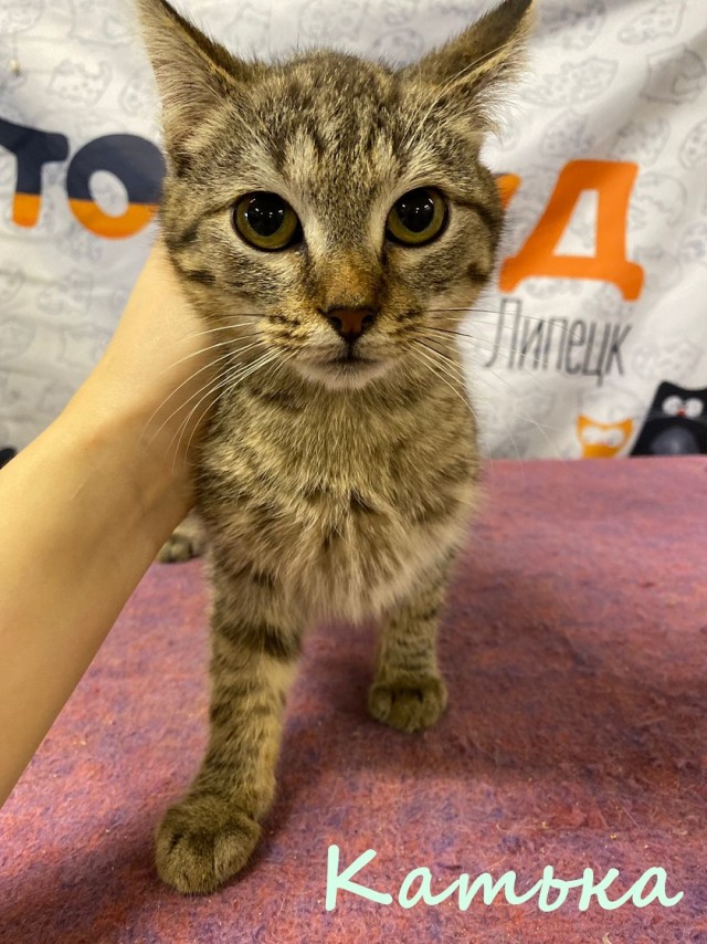 Жизнь домашнего приюта "Котоленд" 382