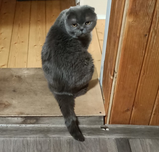 Котовторник