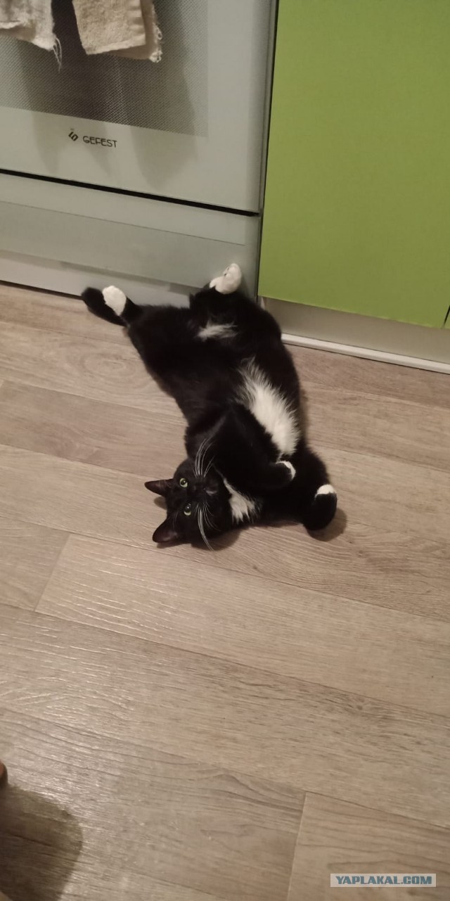 Много дел у кота на даче...