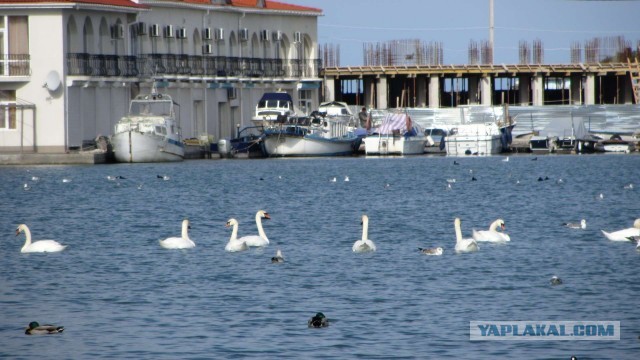 Крым в феврале или "Не стреляйте в белых лебедей!"