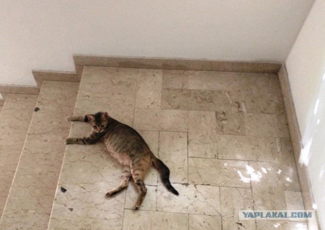 Котовторник. Немного сицилийских котов.