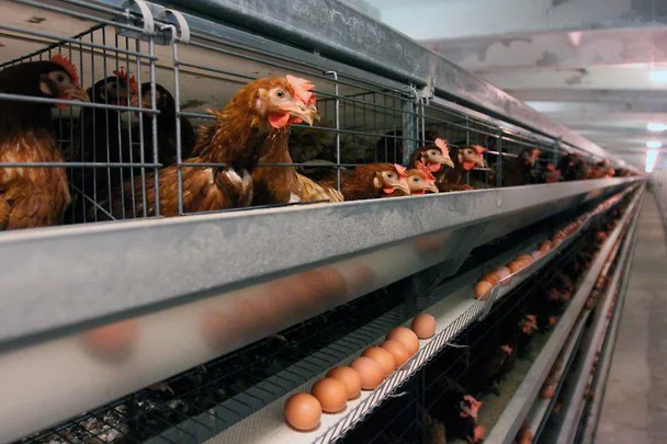 Птицефабрики столкнулись с острой нехваткой рабочих рук