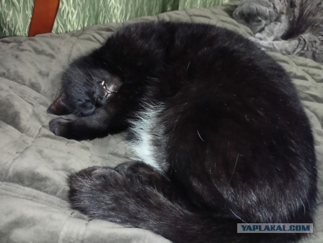 Котовторник 7.11.23