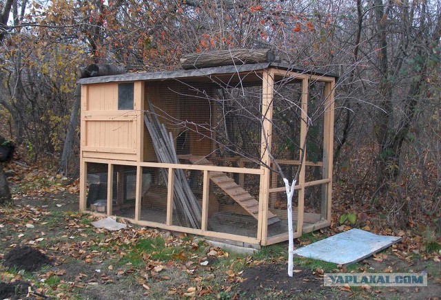 Дачный курятник
