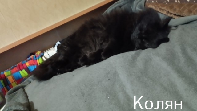 Жизнь домашнего приюта "Котоленд" 436