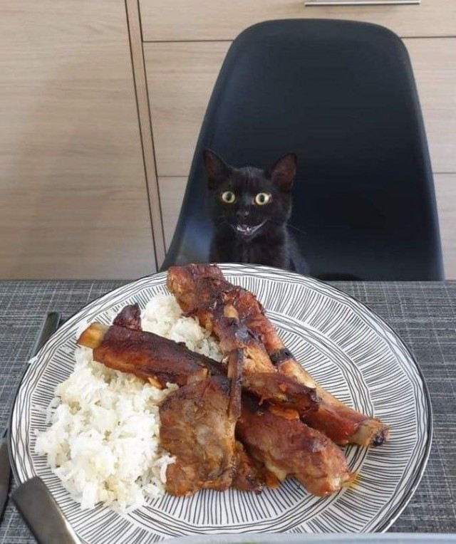 День чёрной кошки отмечается сегодня