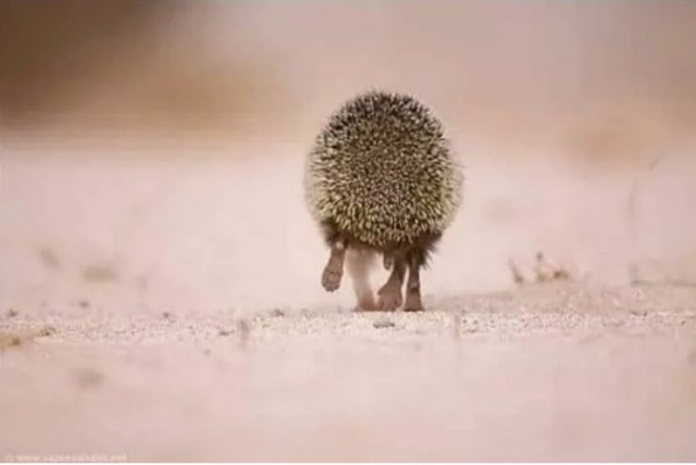 «Ай да Пушкин!». Читаем стихотворения