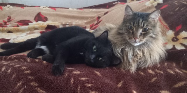 К котовторнику: подборка картинок-баянов с котиками и про котиков. Выпуск 16.