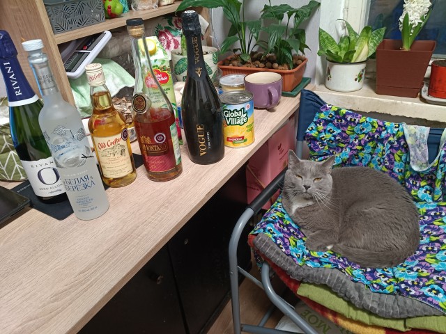 Друзья (котовторник)
