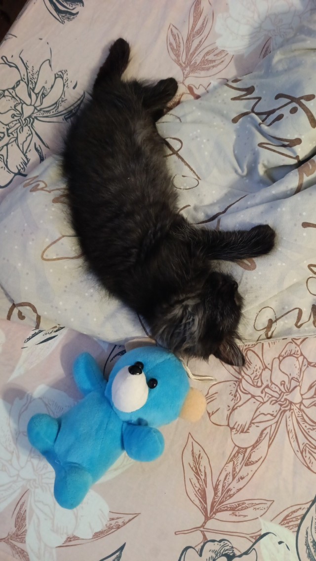 К-котовторник