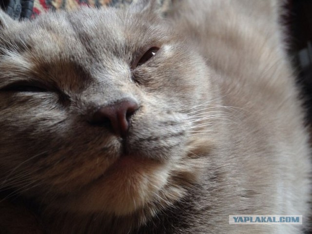 Котовторник 6.05.2014