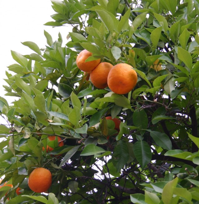 Цитрусовая тема