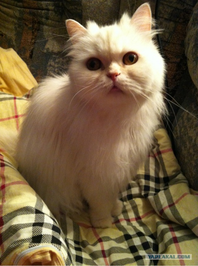 Котовторник 7.10.2014