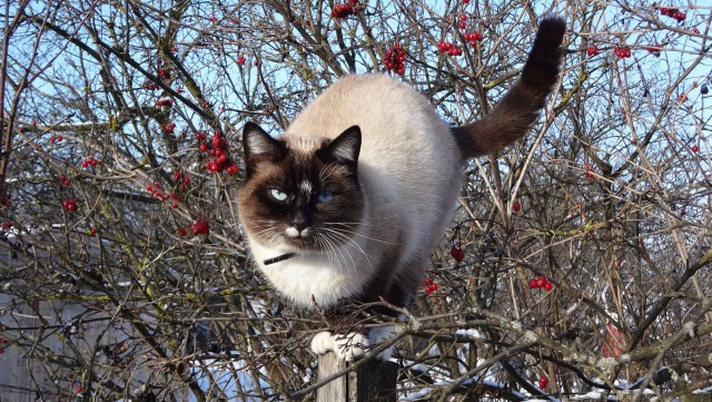 Котовторник