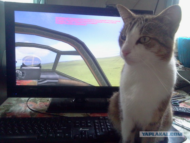 Котовторник 30,06, 2015