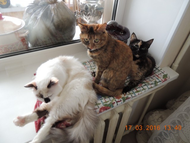 Мои кошки