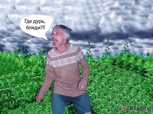 Фотожаба: Куплю дурь