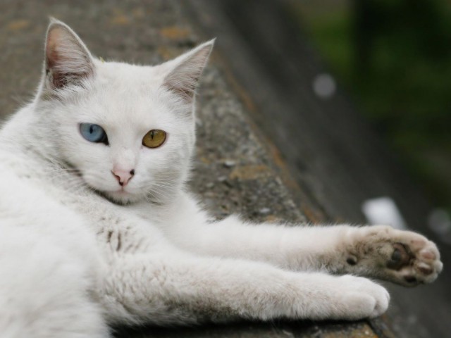 Коты из сети