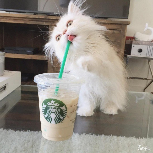 Коты и Кошки