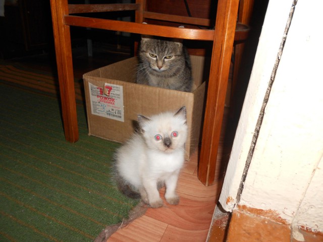 Котовторник 11/04/2017
