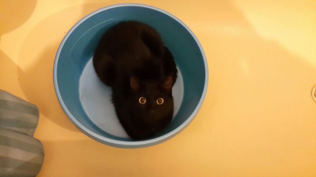Коты и Кошки
