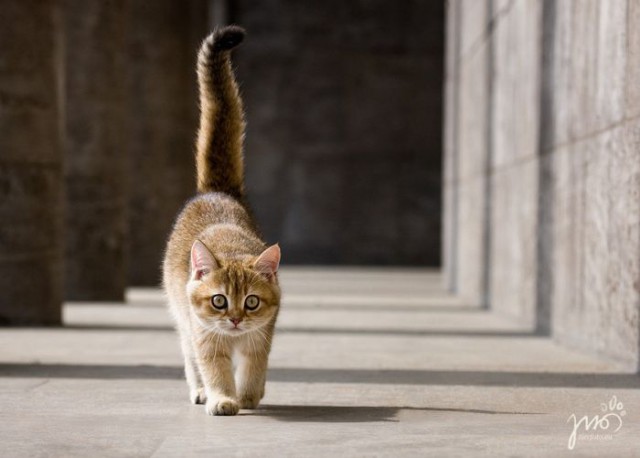 Коты и Кошки