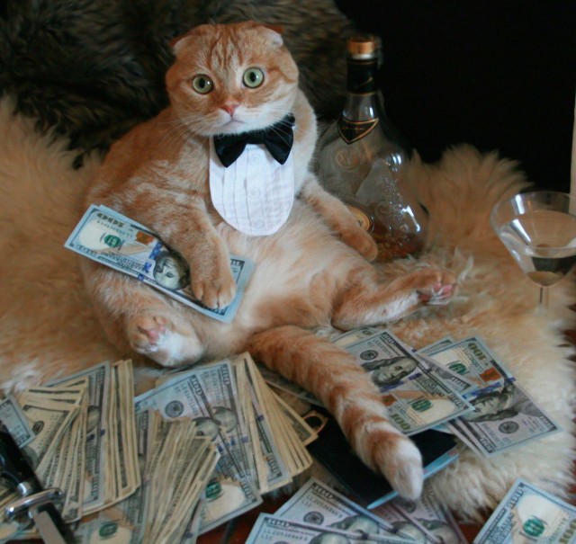 Коты и Кошки