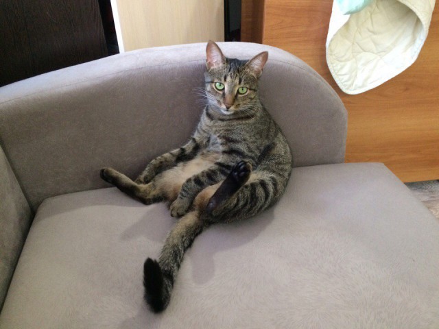 Коты и Кошки