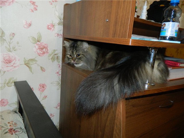 Коты и Кошки