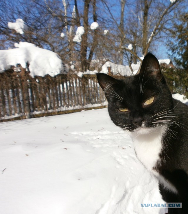 Котовторник  06.03.2018