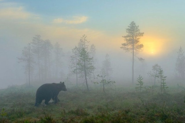 Живность из сети