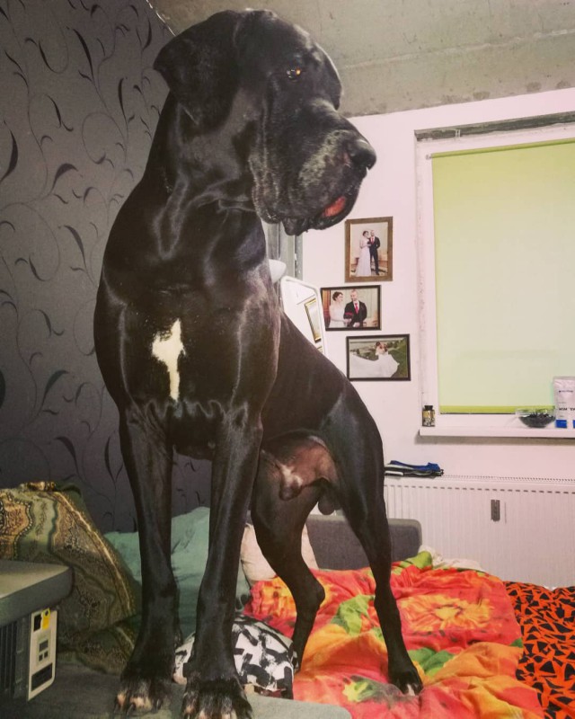 Живность из сети