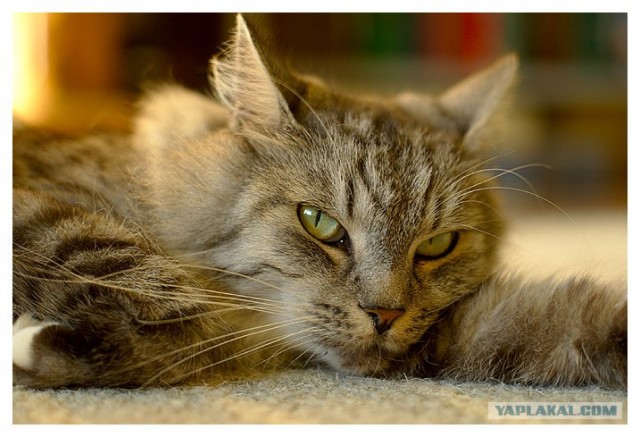 Ура, котовторник! (01.07.2008)