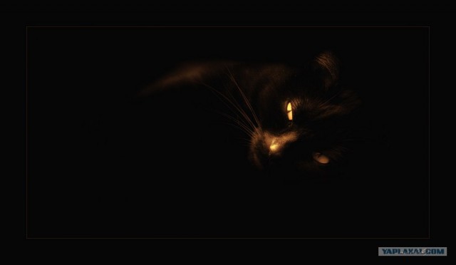Котовторник на ЯПлакалъ (15.07.2008)