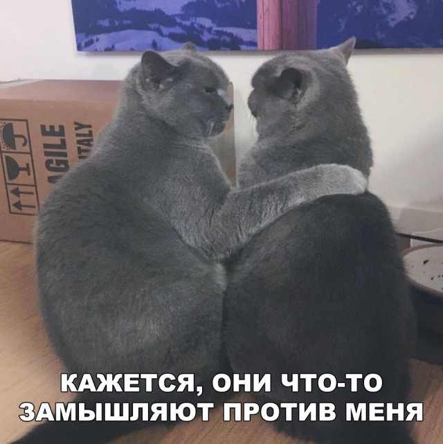 Прикольные картинки абавсём