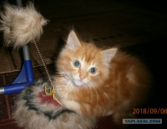 Котовторник 11.09.18.