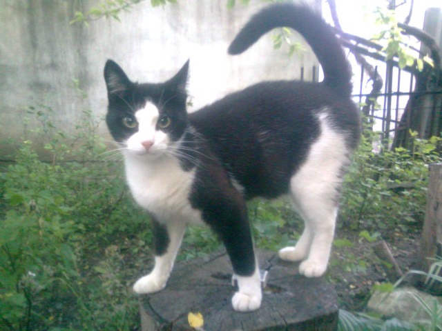 Котовторник  07.06.11