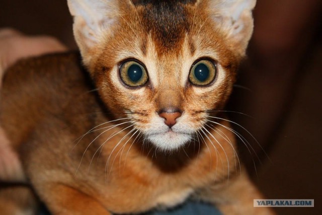 Супер-котофото на котовторник