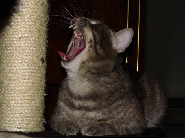 Котовторник! 08.11.11