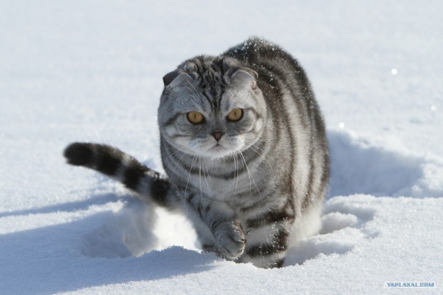 Котовторник (21.02.2012)