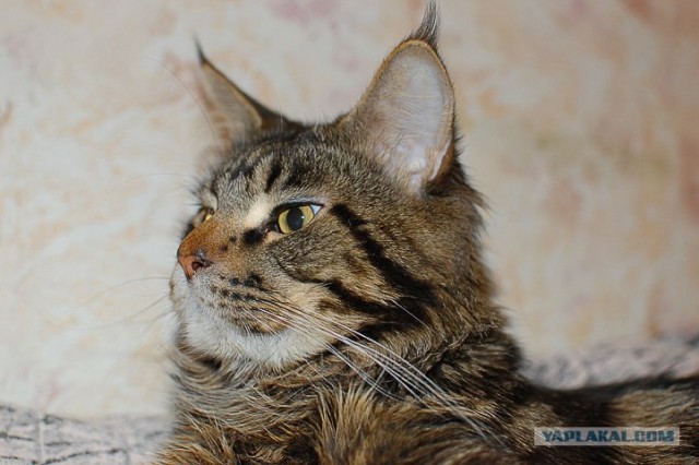 Котовторник  12. 06. 2012